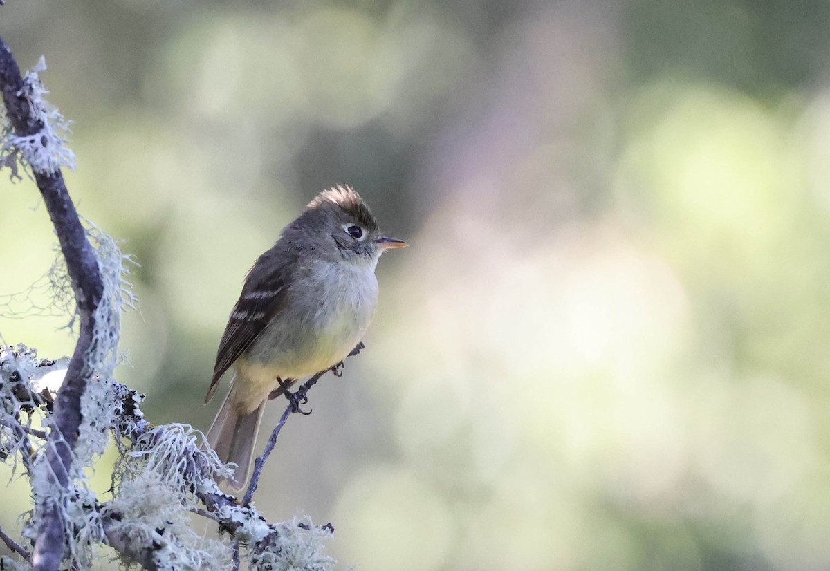 Western Flycatcher (Pacific-slope) - ML593763041