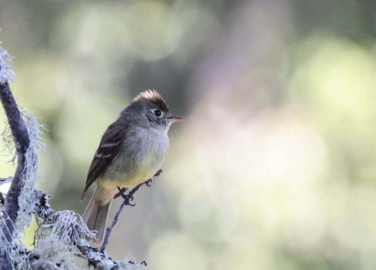 Western Flycatcher (Pacific-slope) - ML593763051