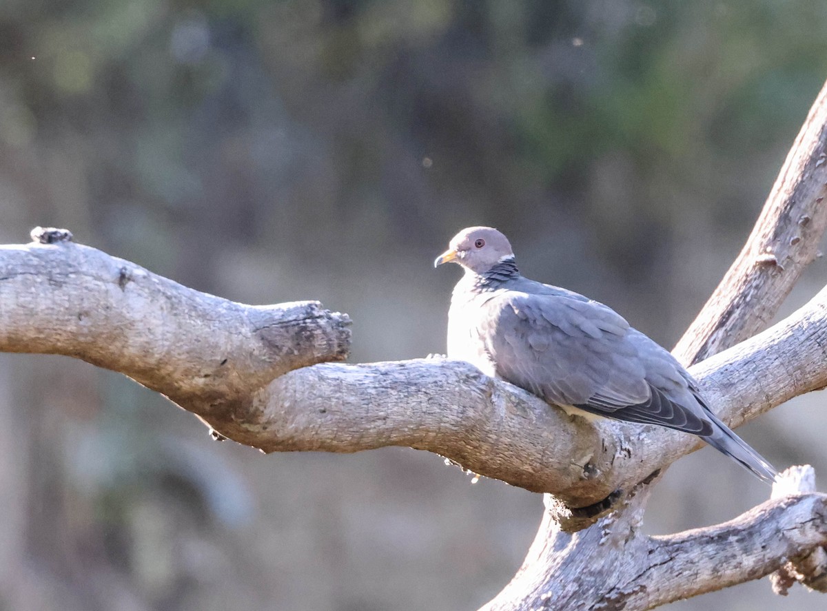Band-tailed Pigeon - ML593763091