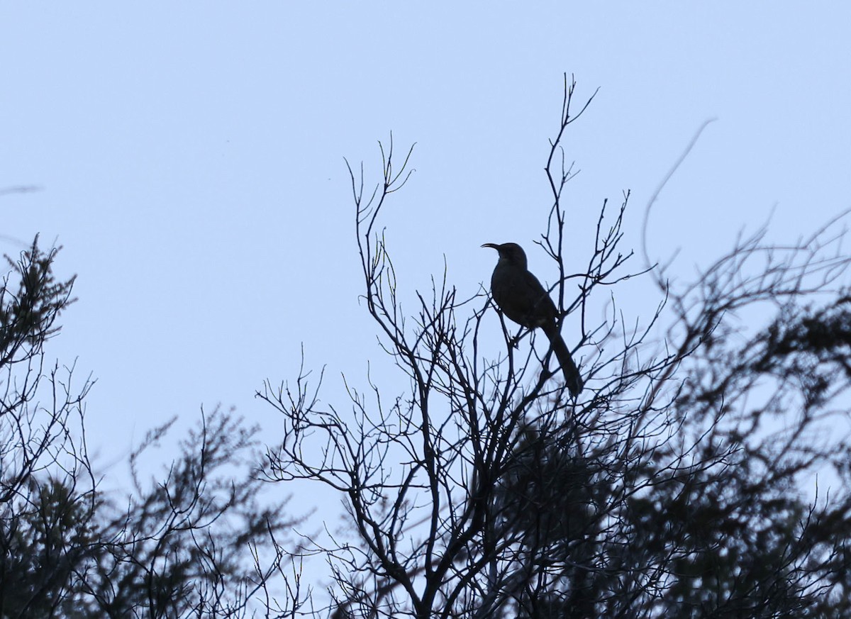 California Thrasher - ML593763121