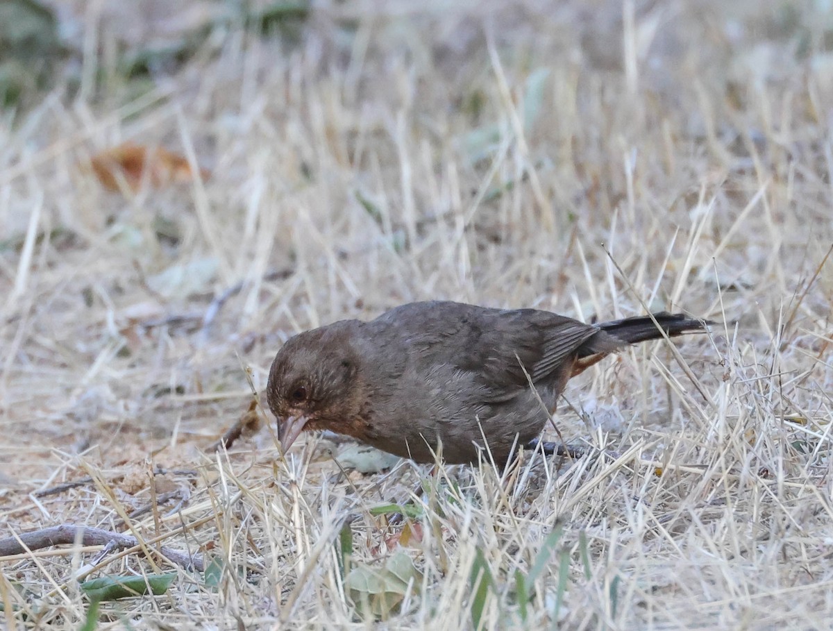 California Towhee - ML593763141