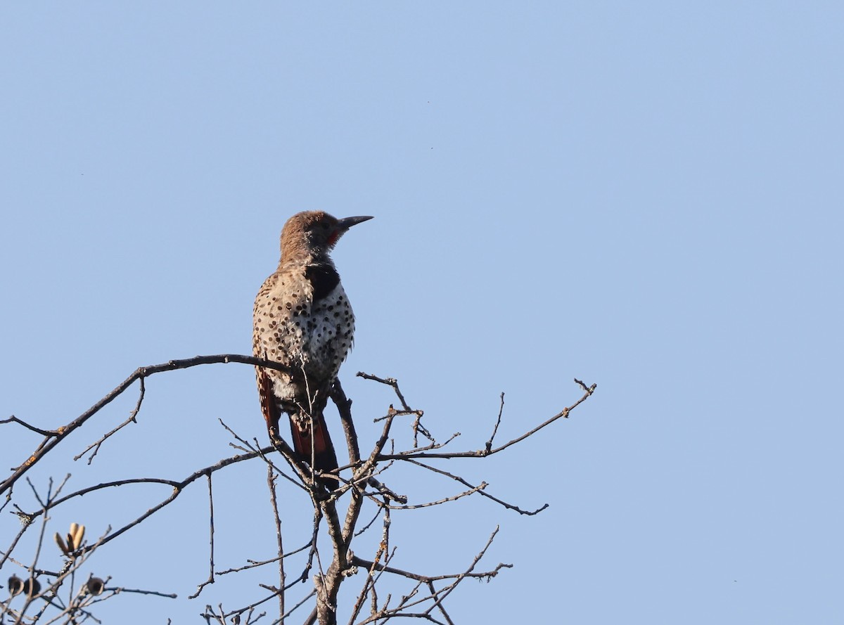 Northern Flicker (Red-shafted) - ML593763181