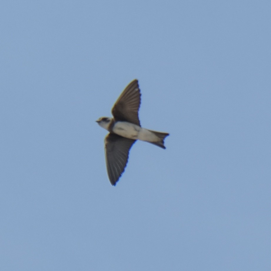 Bank Swallow - ML593763401