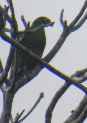 Knob-billed Fruit-Dove - ML593764111