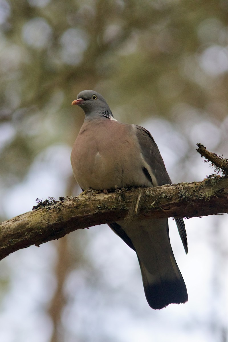 Common Wood-Pigeon (White-necked) - ML593764231