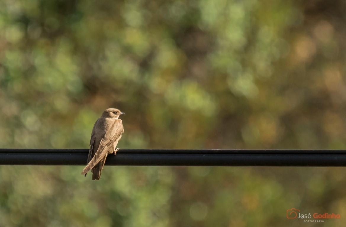 Eurasian Crag-Martin - ML59376451