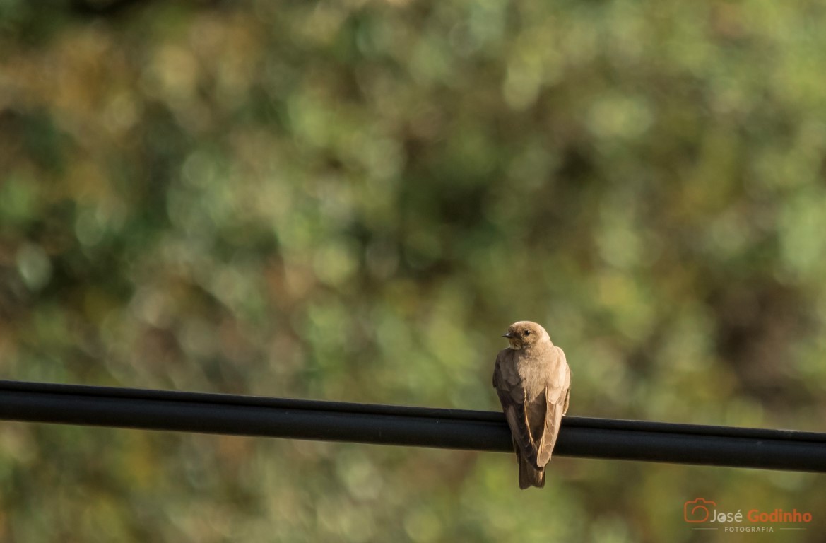 Eurasian Crag-Martin - ML59376461