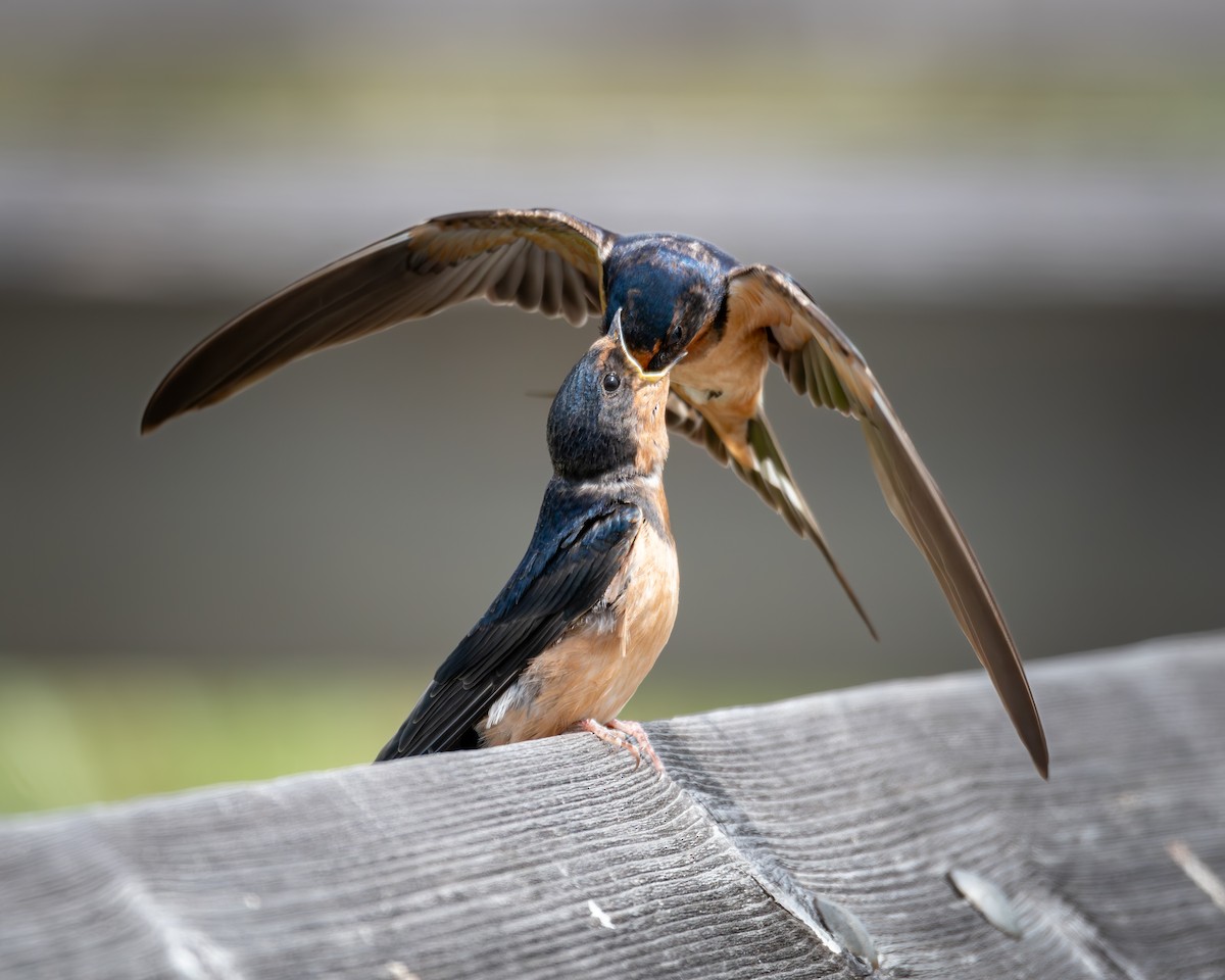 Barn Swallow - ML593764791