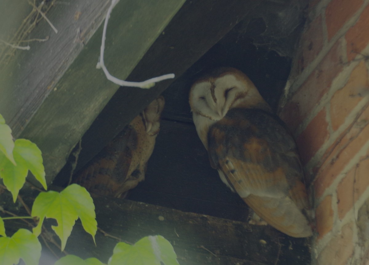 Barn Owl - ML593765081