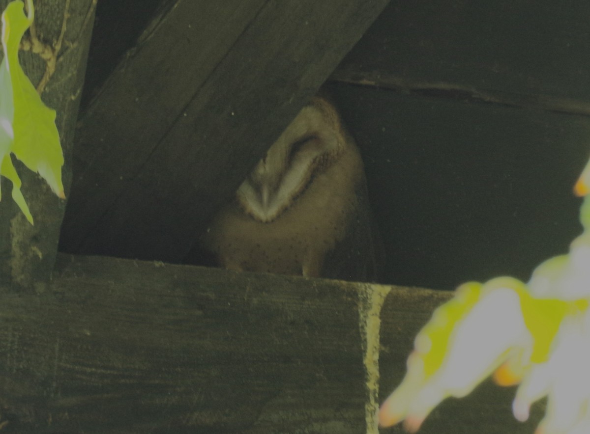 Barn Owl - ML593765201