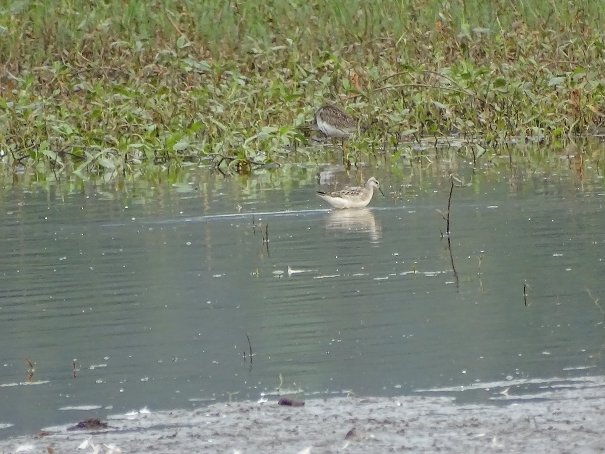 Wilson's Phalarope - Jim Walton