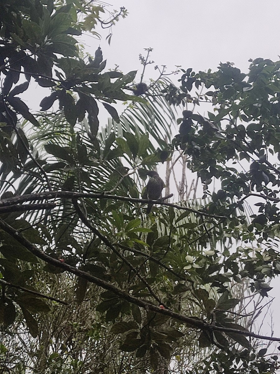 Bearded Bellbird - ML593765891