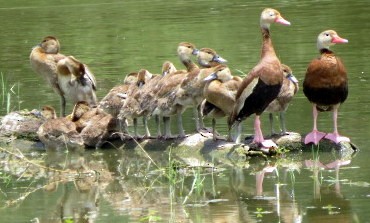 アカハシリュウキュウガモ - ML593766481