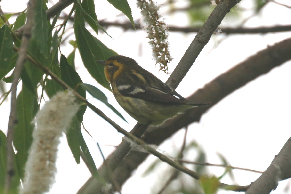 Blackburnian Warbler - ML59376661