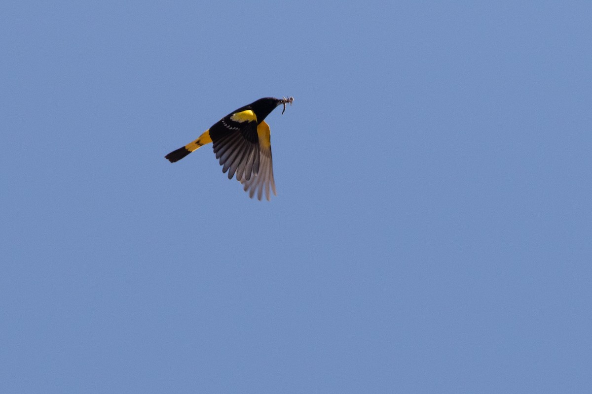 Scott's Oriole - ML593767991