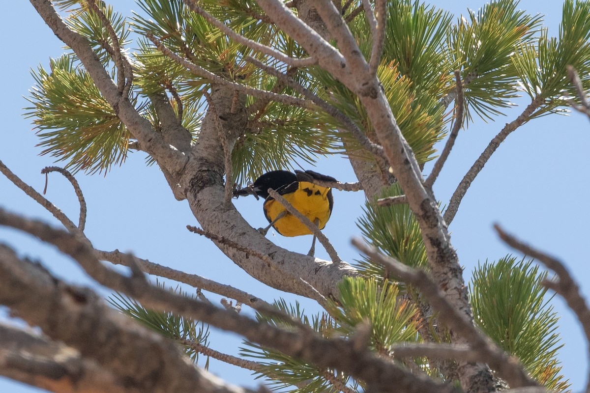 Scott's Oriole - ML593768011