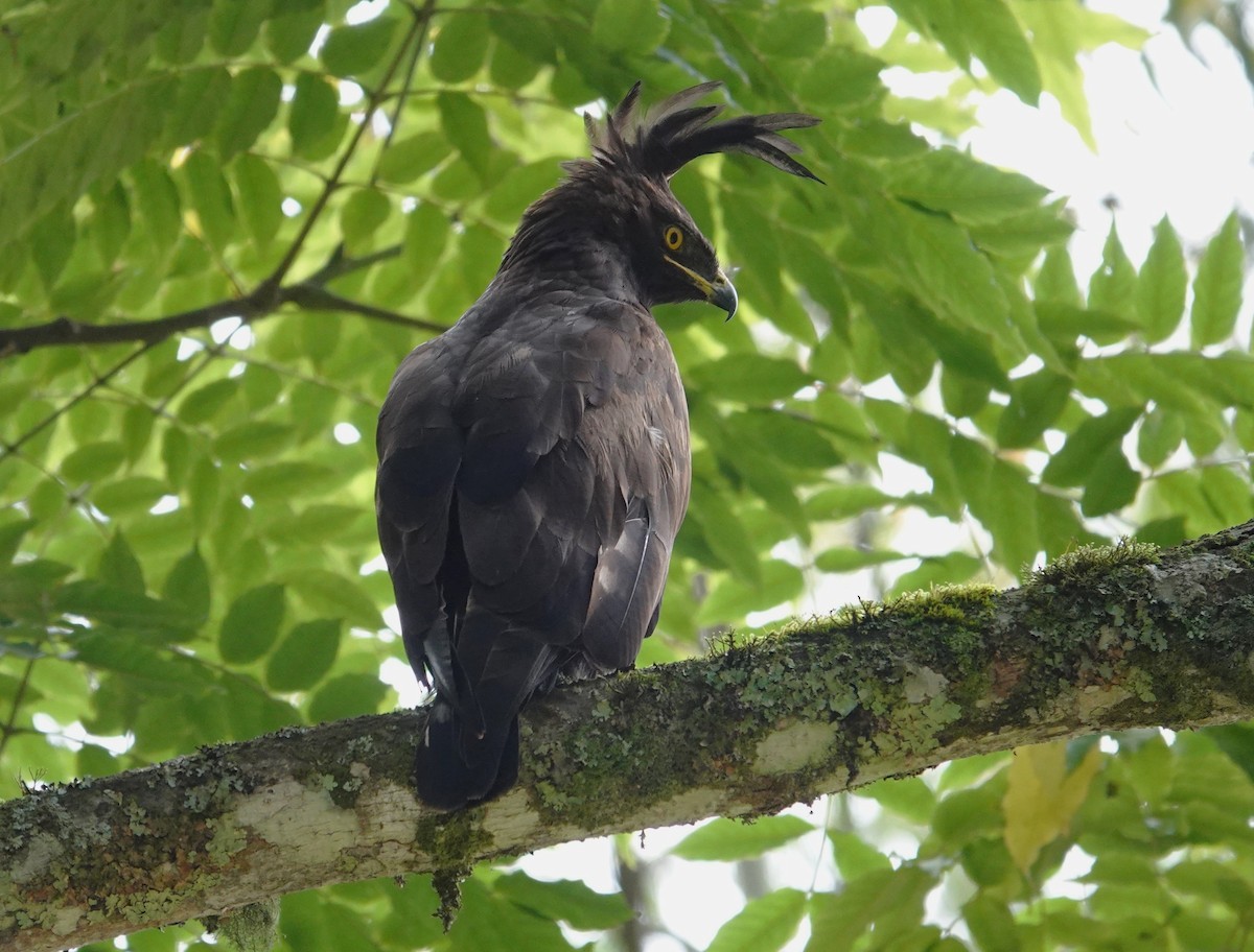 Long-crested Eagle - ML593770071