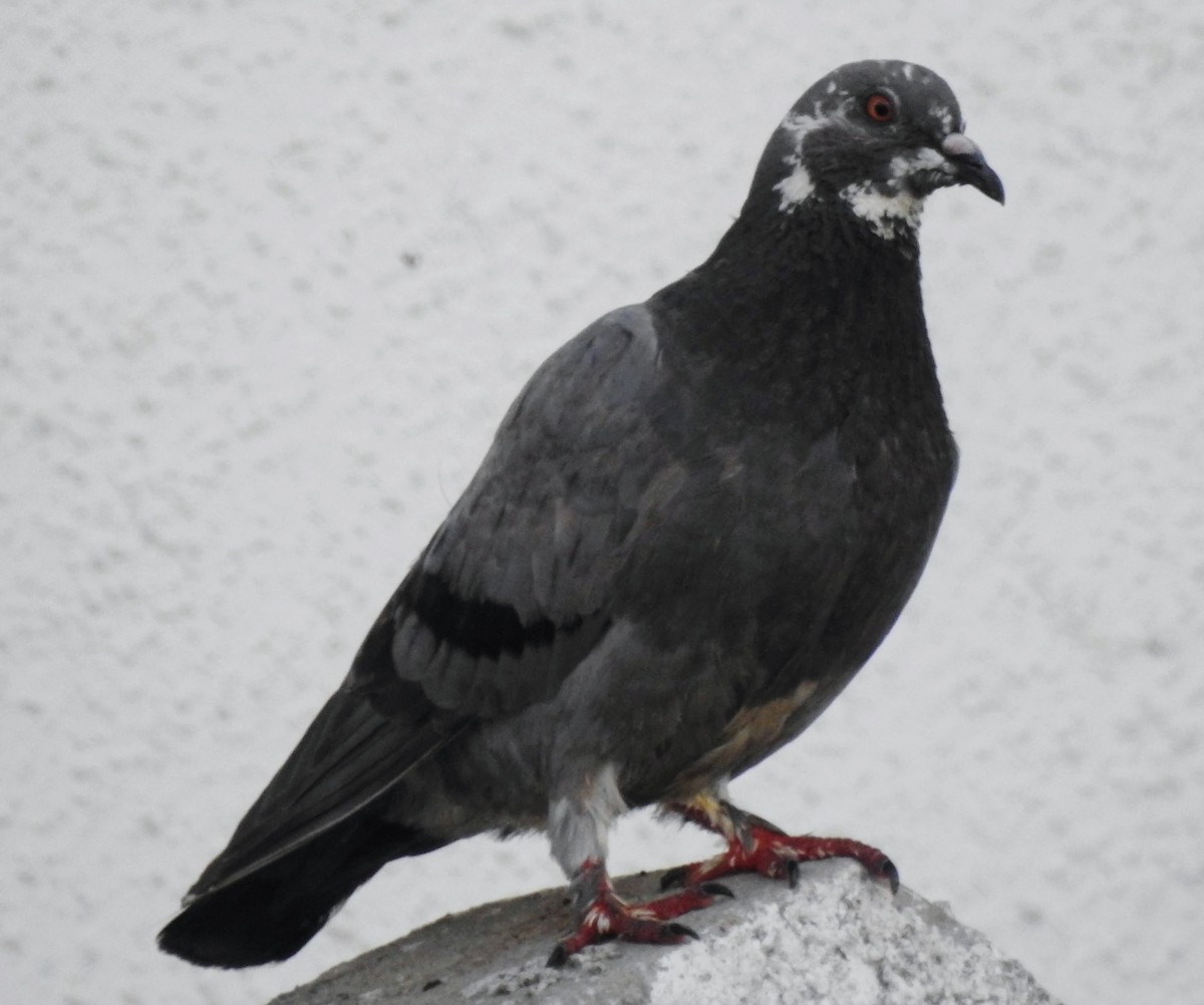 Rock Pigeon (Feral Pigeon) - ML593770491