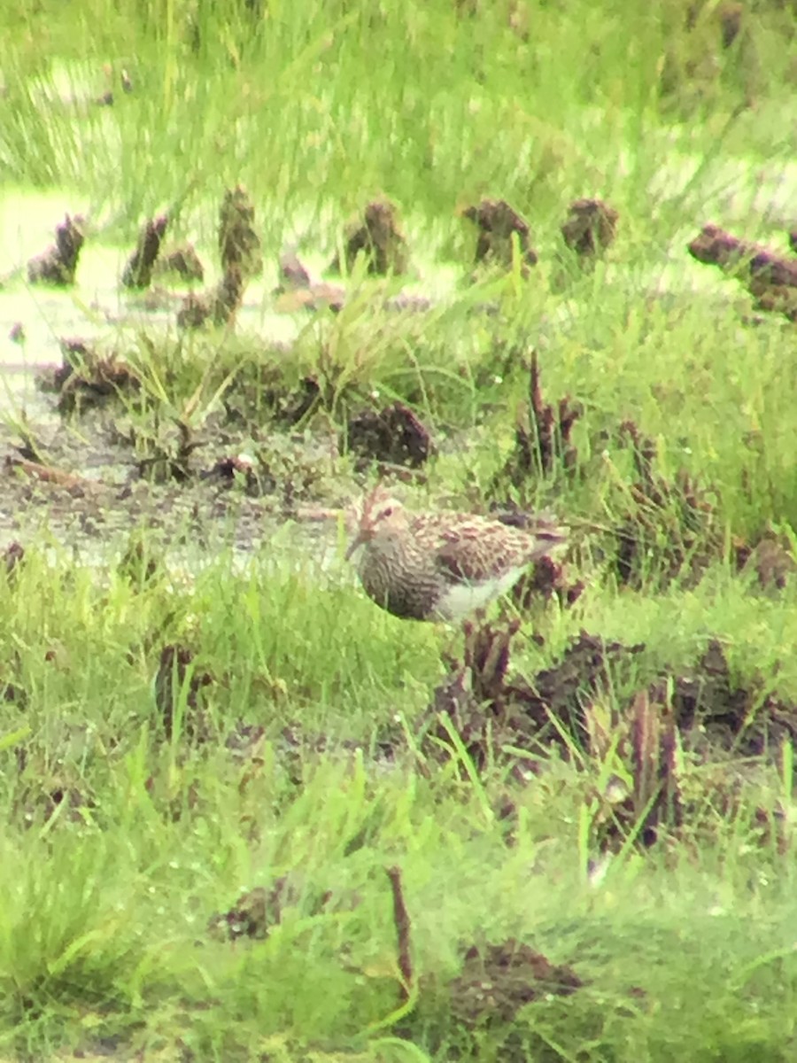 Graubrust-Strandläufer - ML593771571