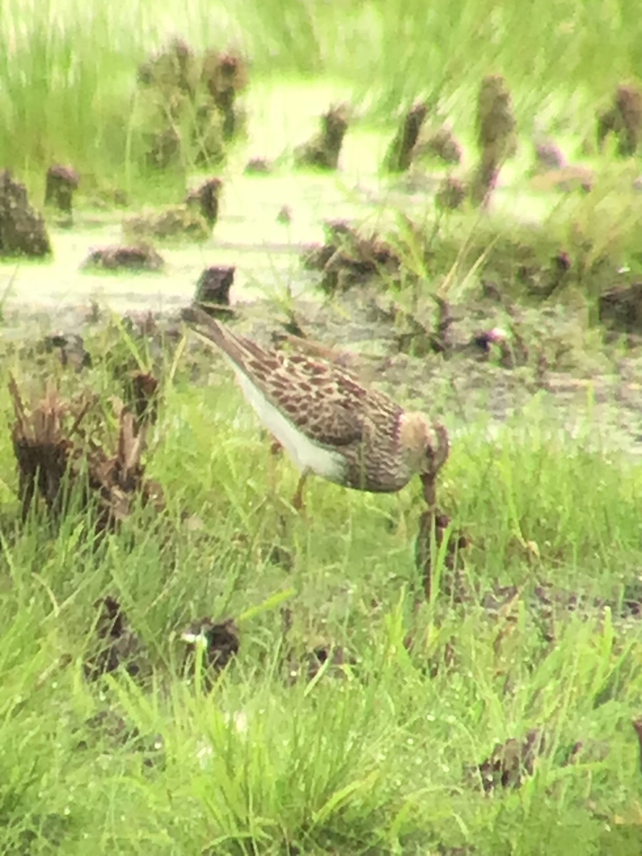 Pectoral Sandpiper - ML593771611