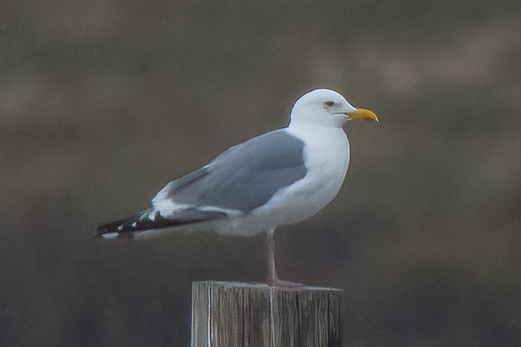 Herring Gull (Vega) - Linus Blomqvist