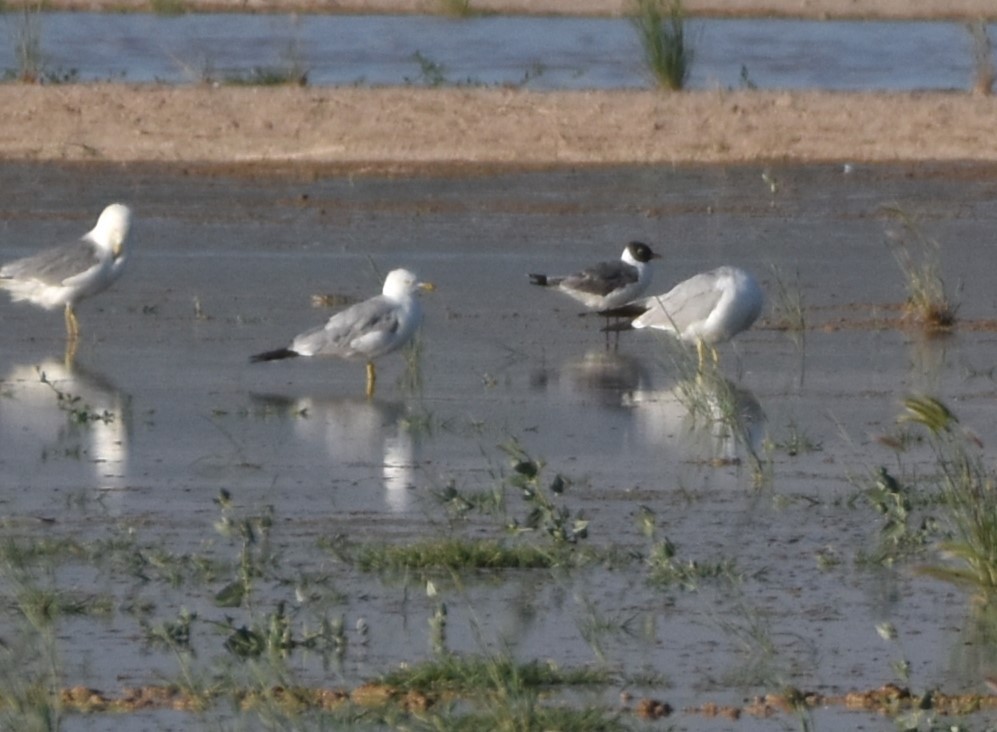 Mouette de Franklin - ML593772201