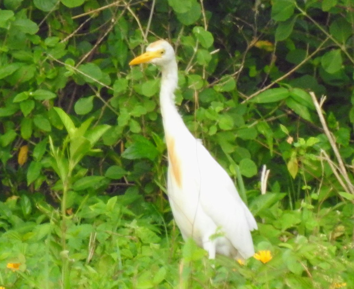 Чапля єгипетська (підвид ibis) - ML593773621