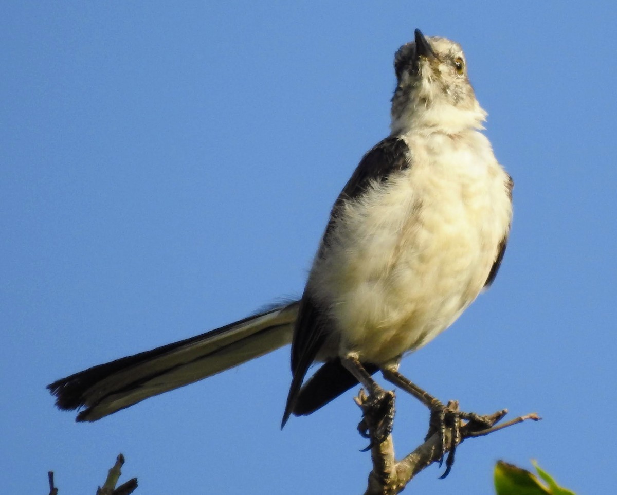 Northern Mockingbird - ML593773941