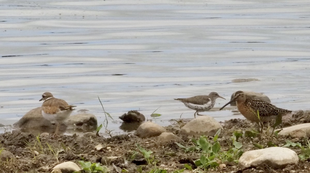 Short-billed Dowitcher - ML593775131