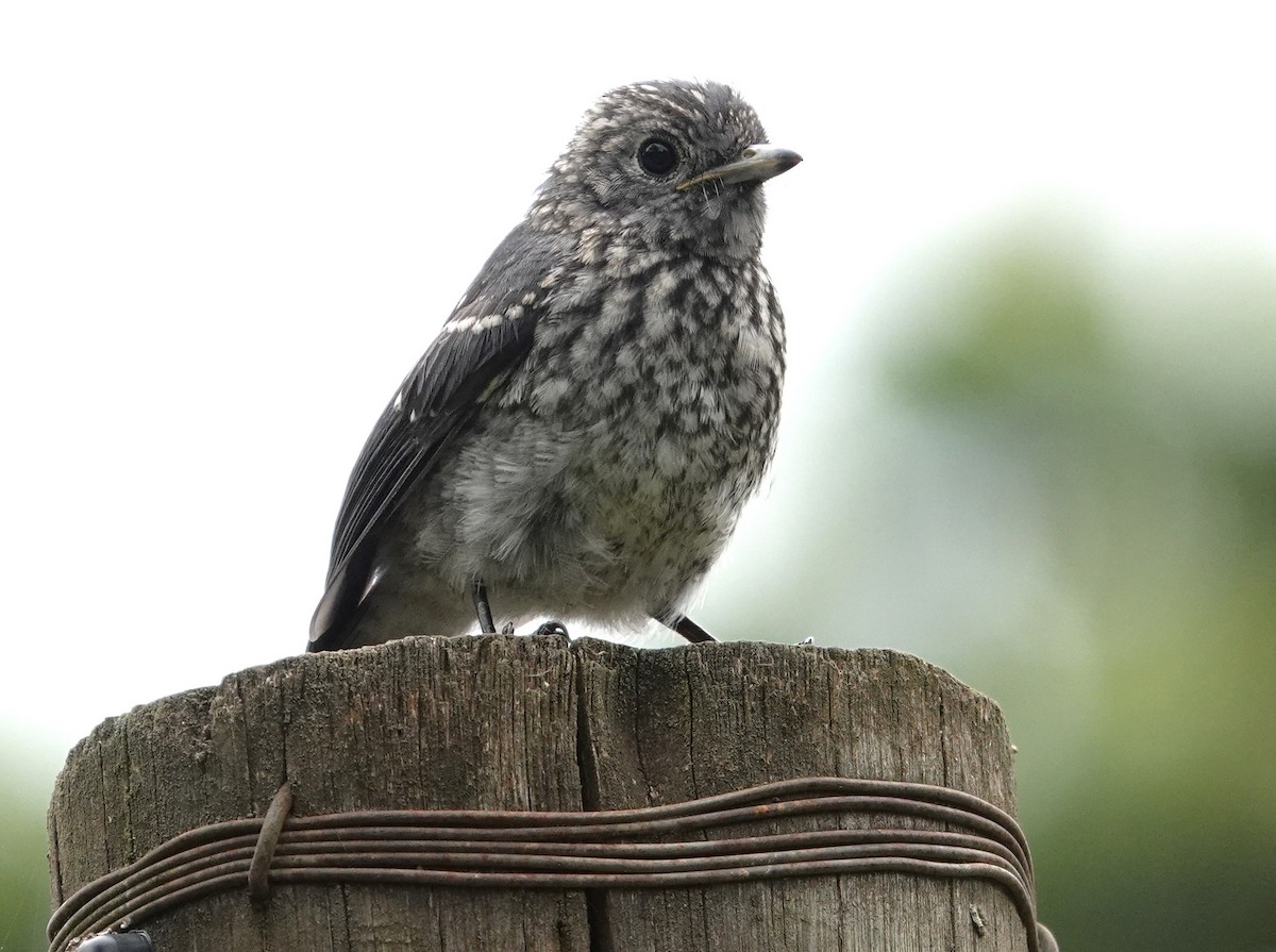 White-eyed Slaty-Flycatcher - ML593775321