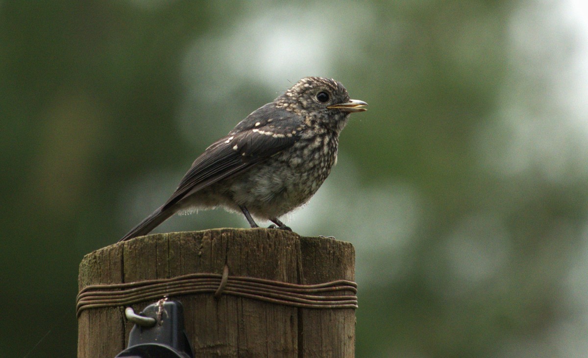 White-eyed Slaty-Flycatcher - ML593775331