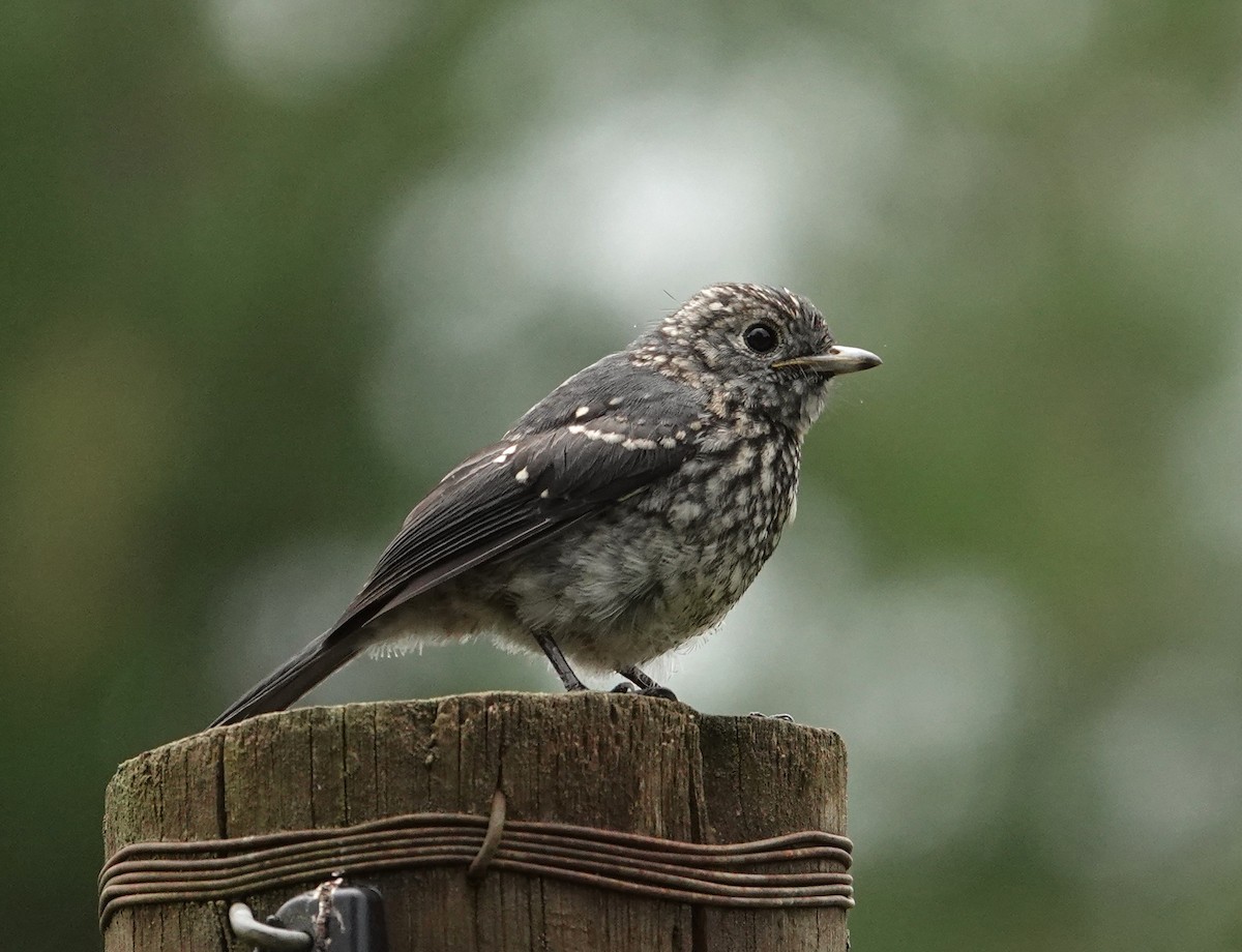 White-eyed Slaty-Flycatcher - ML593775341