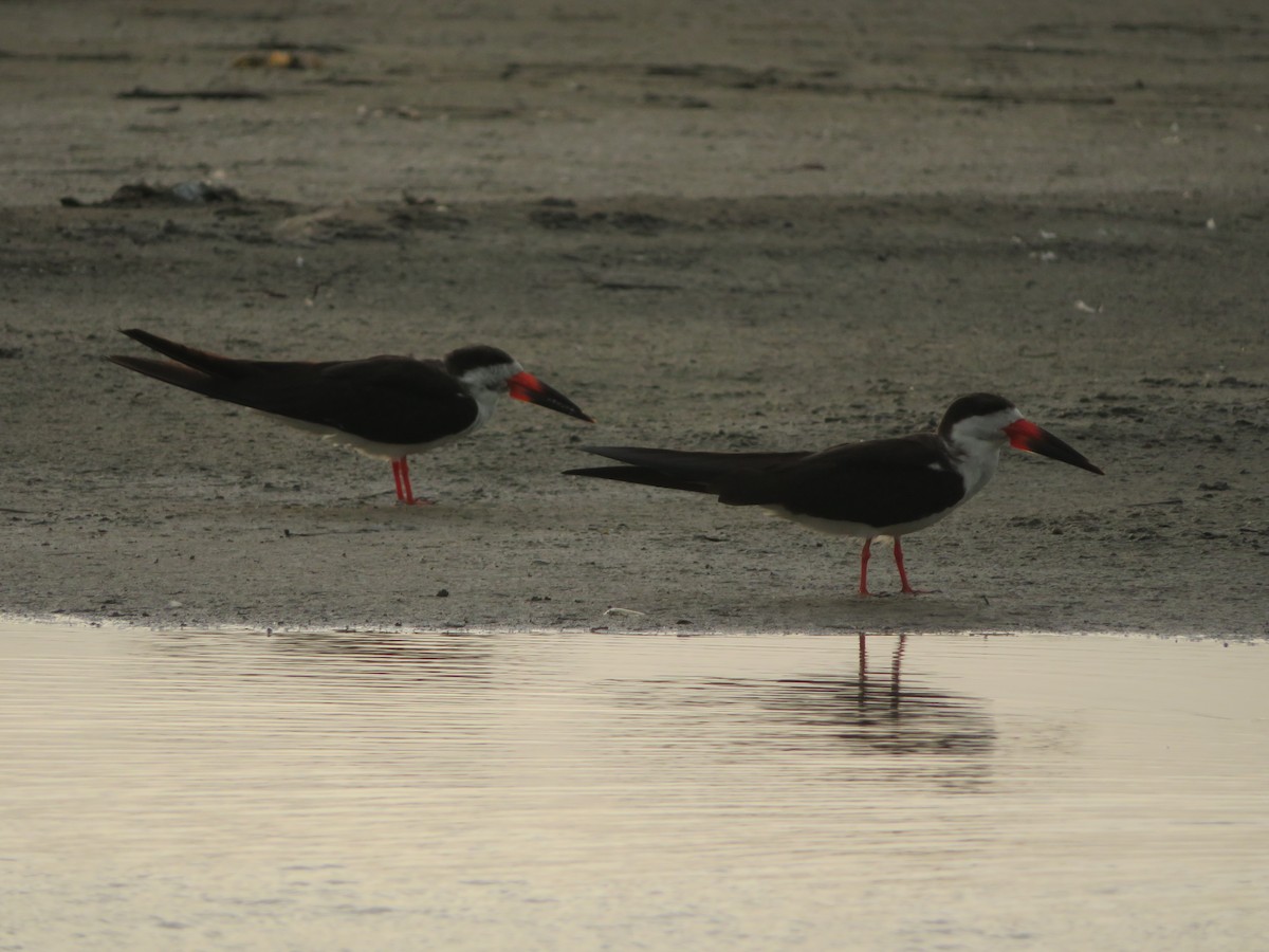 Black Skimmer - ML593777261