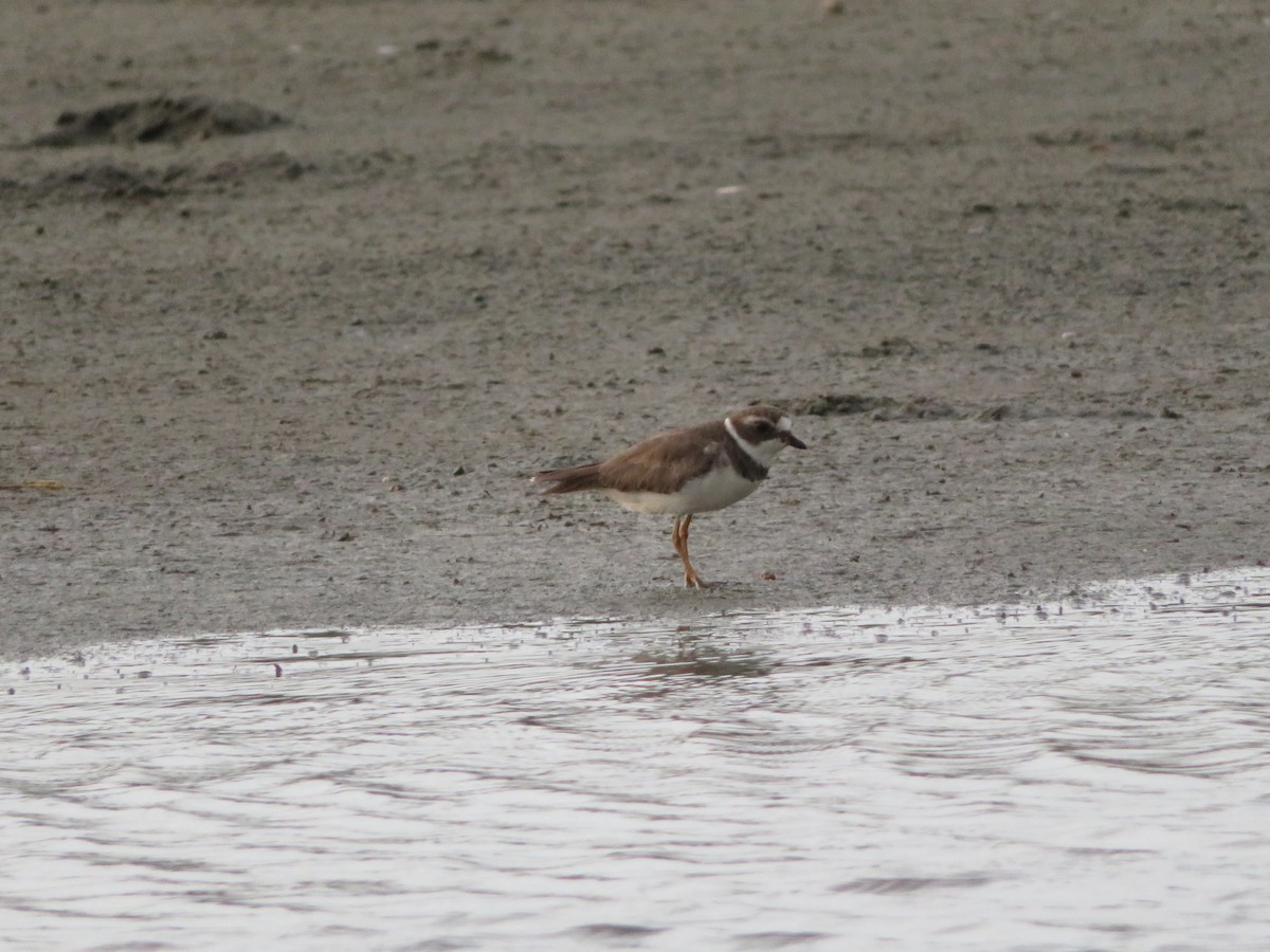 Semipalmated Plover - ML593777361