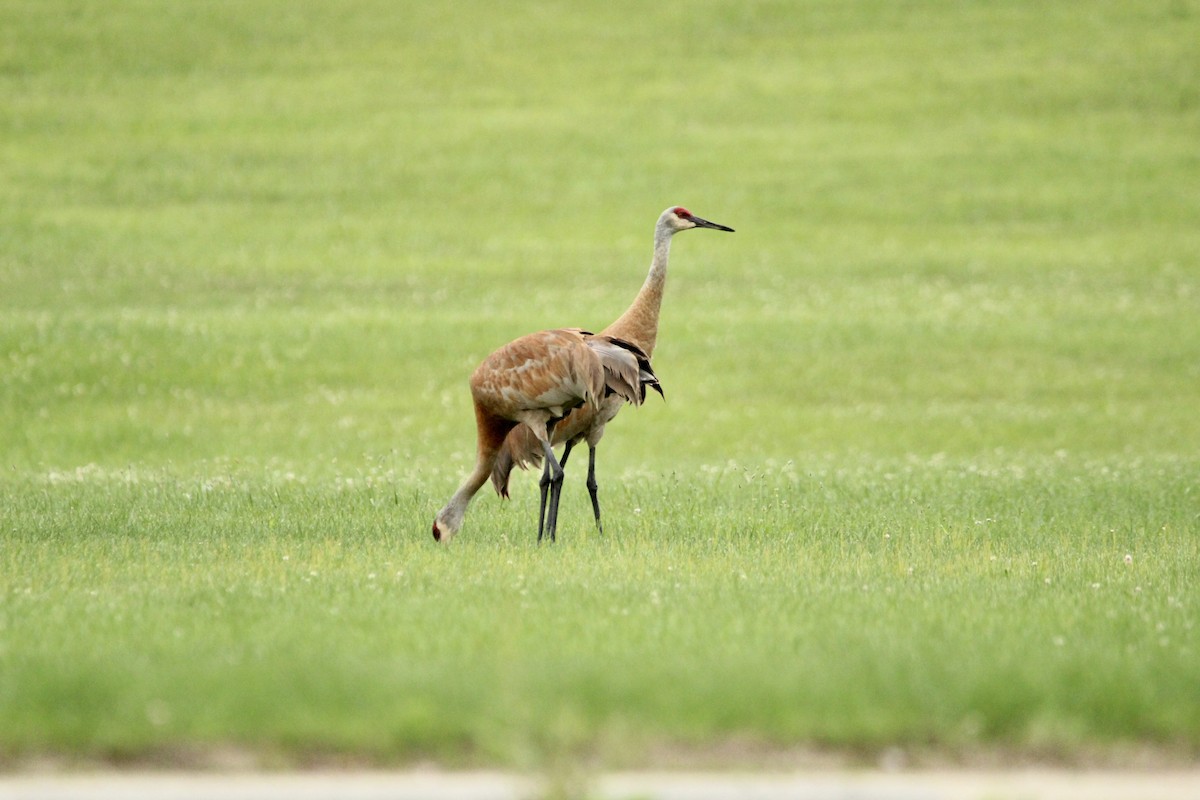 Sandhill Crane - ML593777811