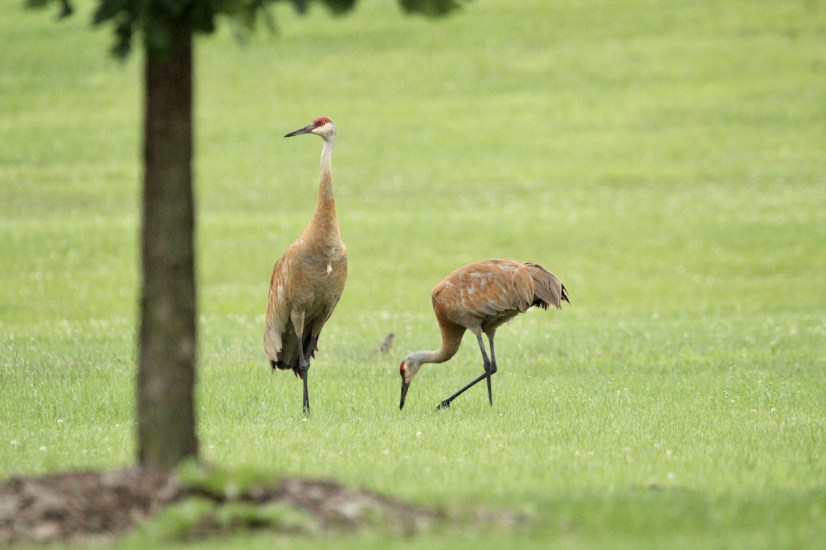 Sandhill Crane - ML593777821
