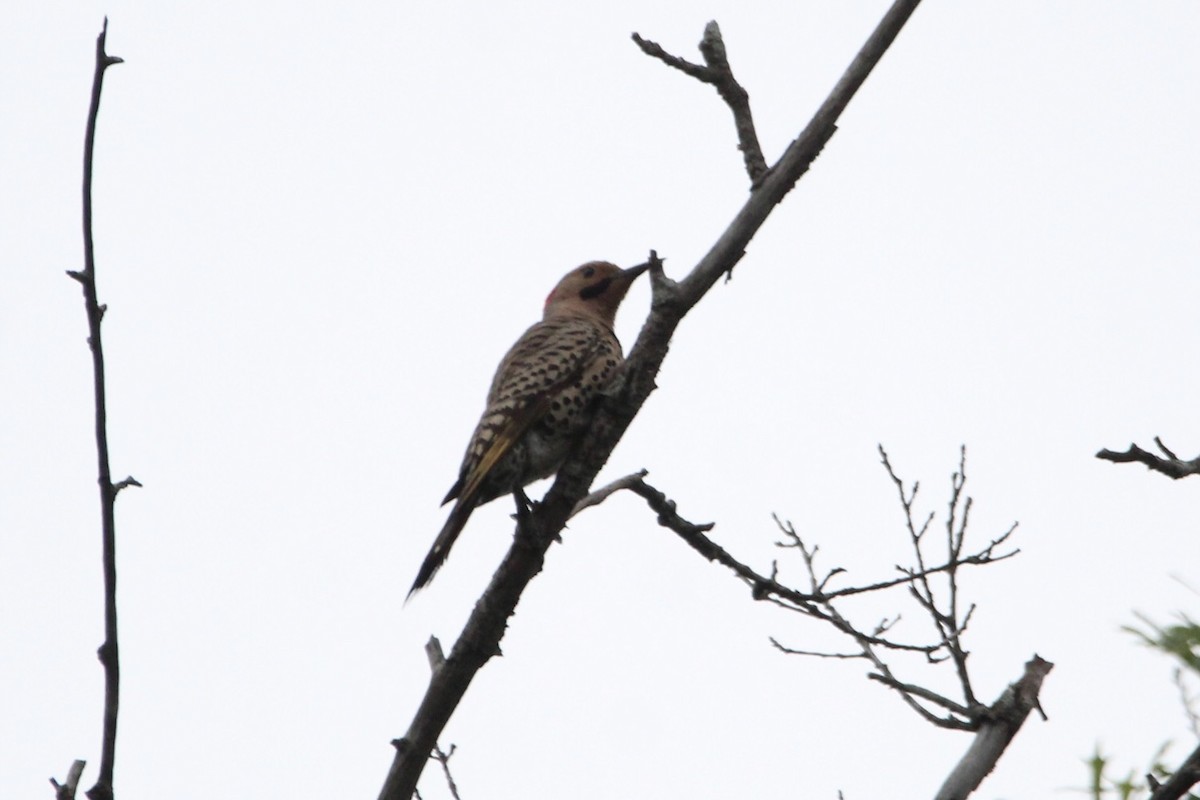 Northern Flicker (Yellow-shafted) - ML593777851