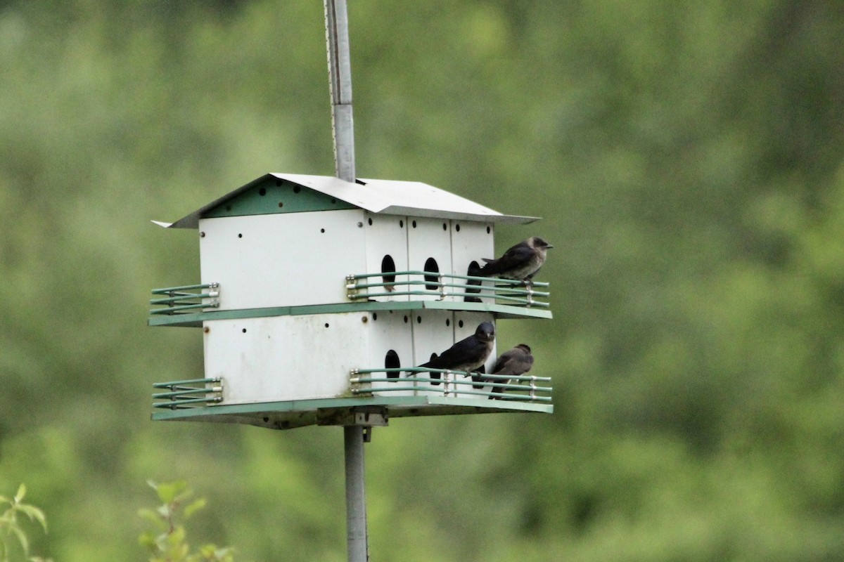Purple Martin - ML593777891
