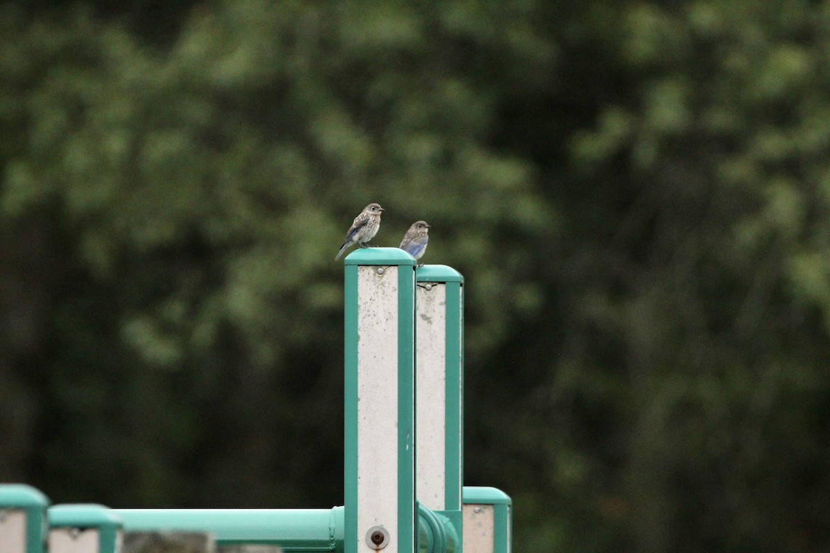Eastern Bluebird - ML593777951