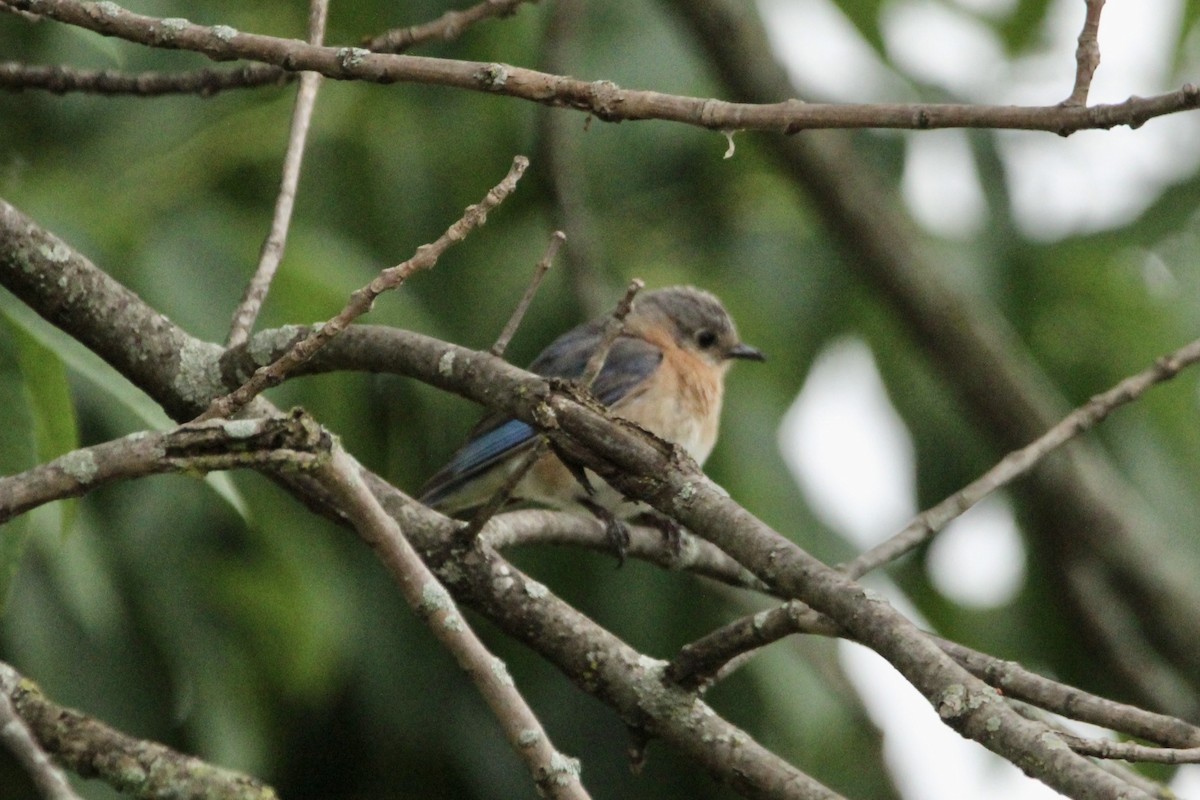 Eastern Bluebird - ML593777991