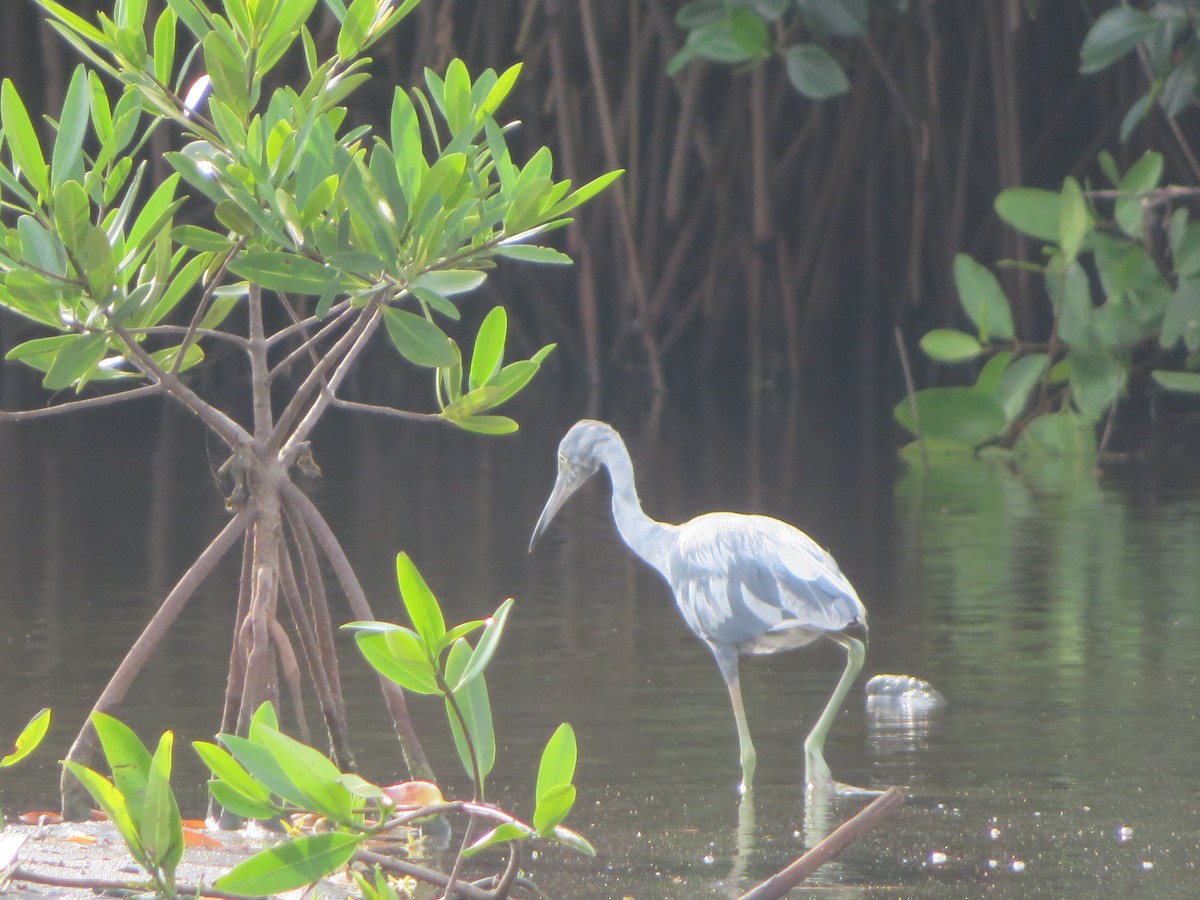 Little Blue Heron - ML593778001