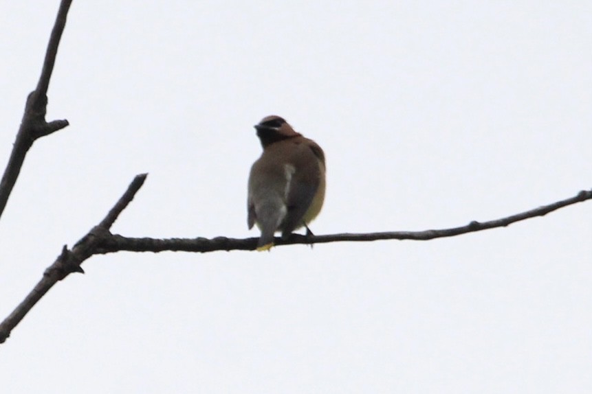 Cedar Waxwing - ML593778071