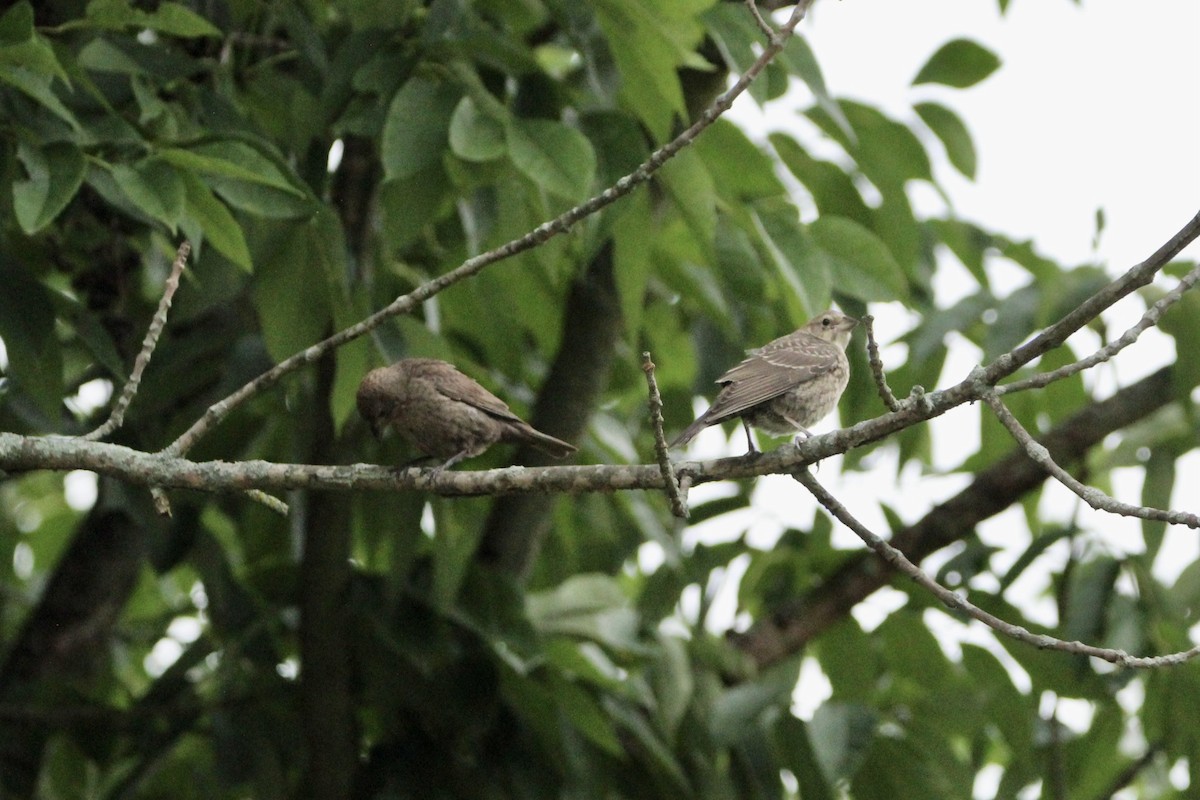 Brown-headed Cowbird - ML593778151