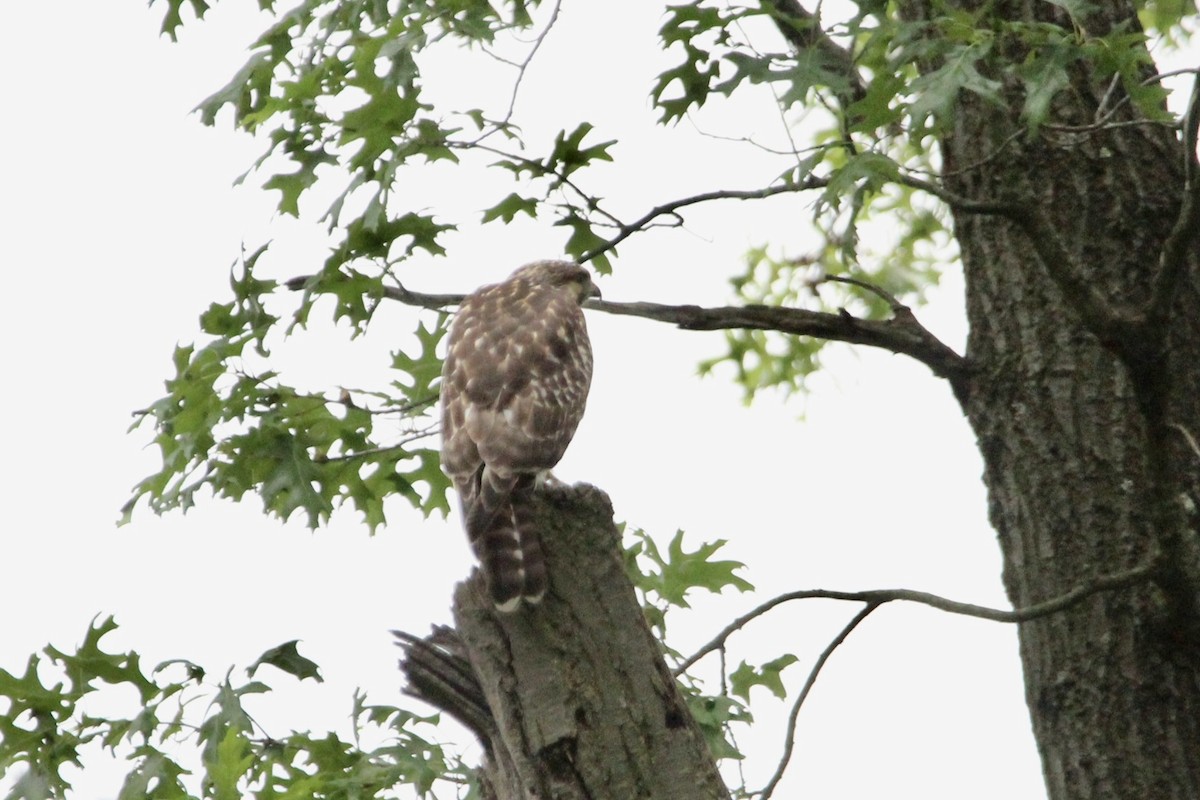 Red-shouldered Hawk - ML593778471