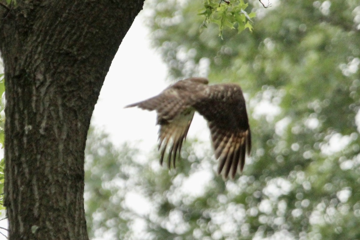 Red-shouldered Hawk - ML593778481