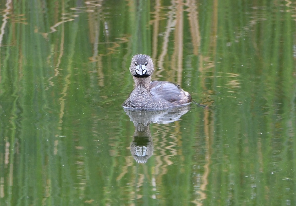 Pied-billed Grebe - ML59377971