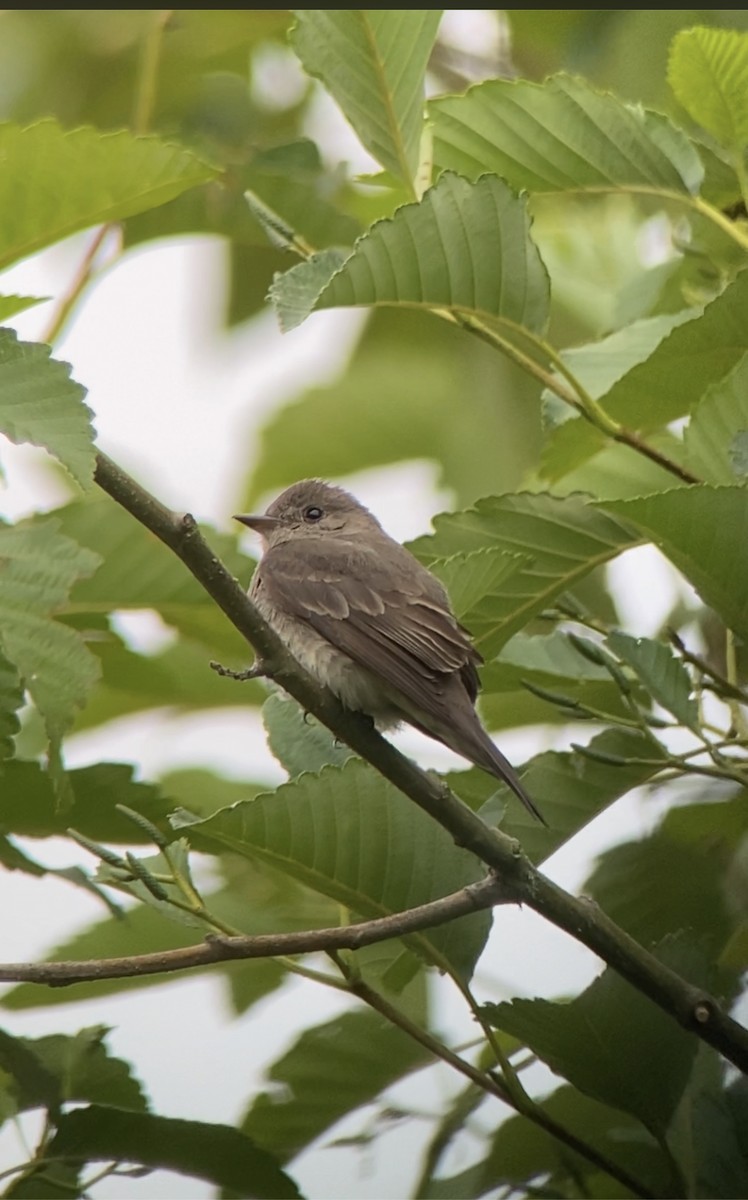 Western Wood-Pewee - ML593781391