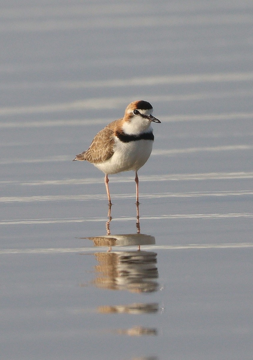 Collared Plover - ML593781681