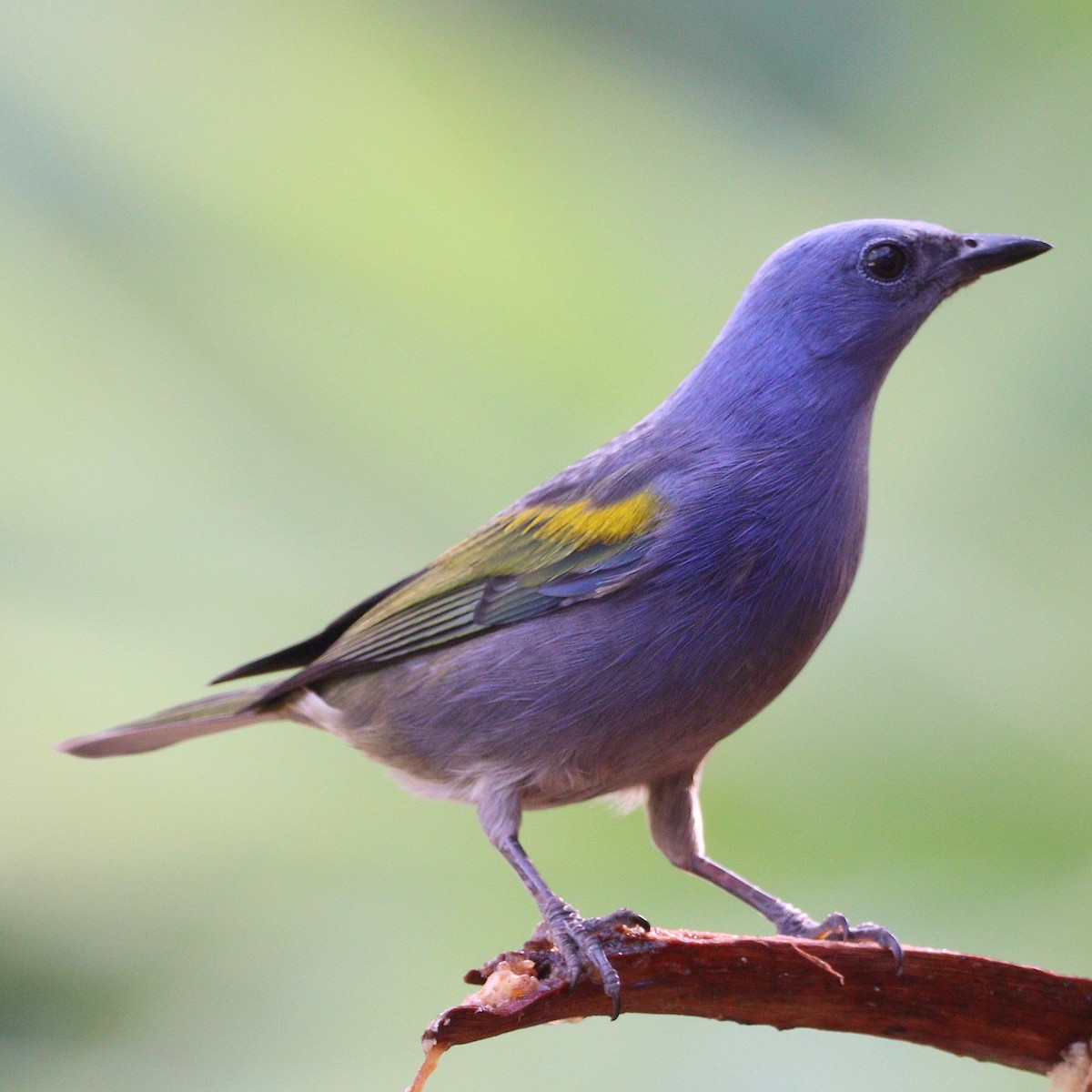 Golden-chevroned Tanager - ML593782121