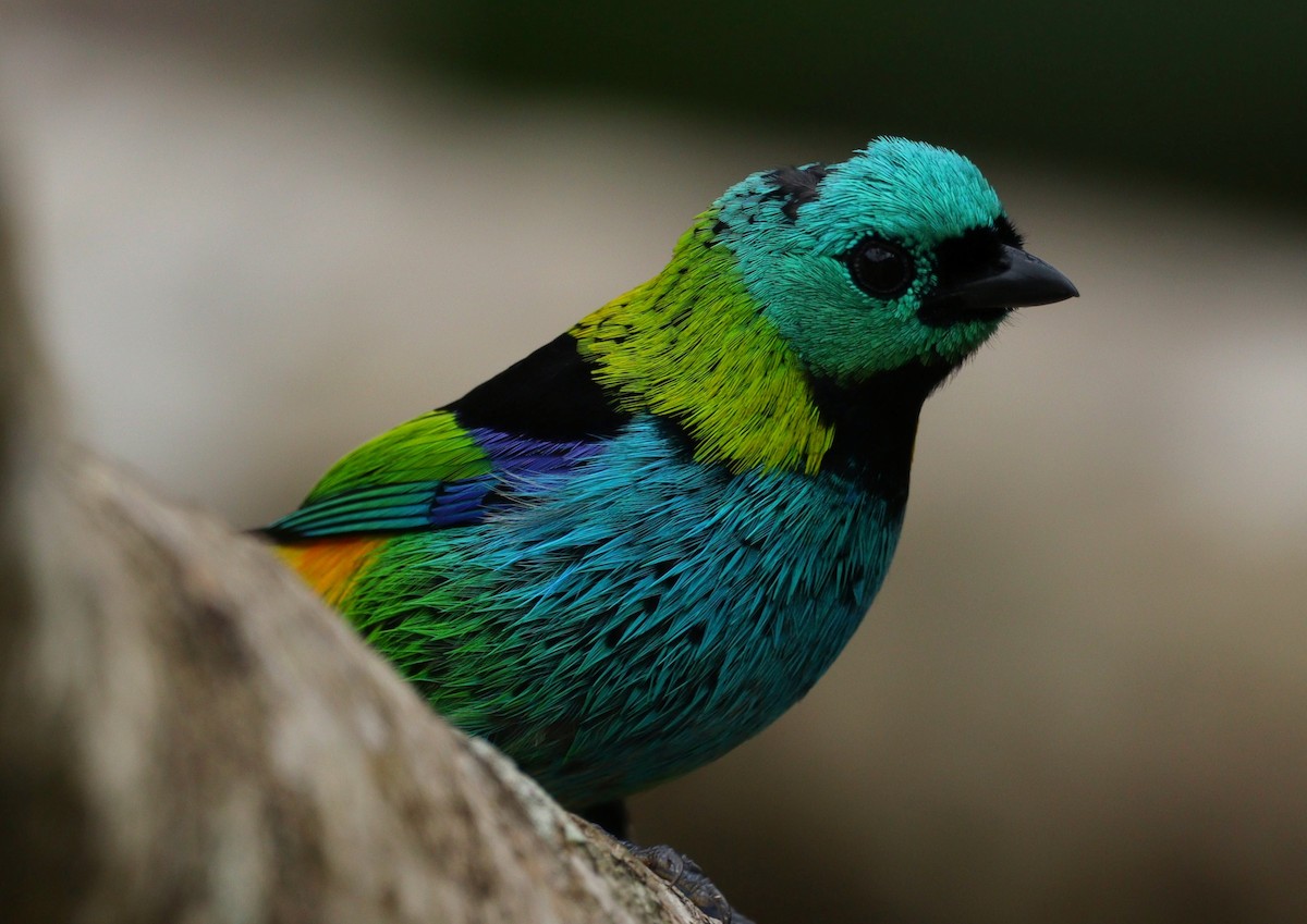 Green-headed Tanager - ML593782261